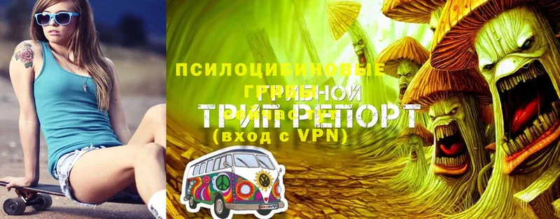 Псилоцибиновые грибы мухоморы  цены   Выборг 